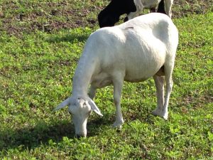 pregnant sheep
