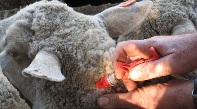 Sheep Vaccinations