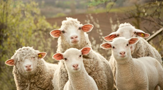 Sheep are multi-purpose animals