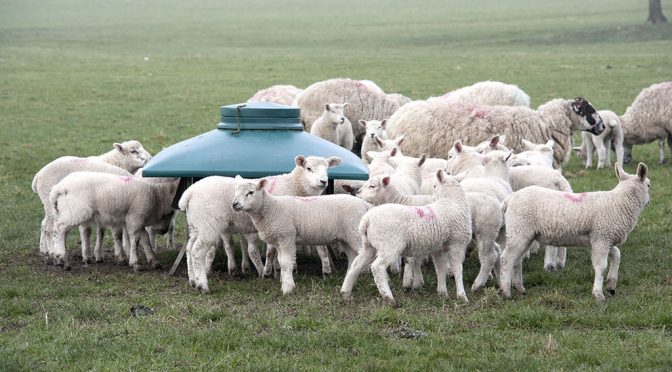 Profit Machine: sheep farming