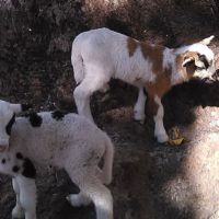 For Sale Two babies Sheep